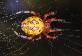 the pumpkin spider the marbled orb