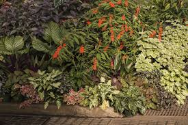The most recognizable trademarks of this style are lush, tropical plants and bold colors. Tropical Shade Garden Plants Tips On Creating A Tropical Shade Garden