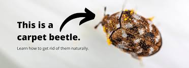 how to get rid of carpet beetles naturally