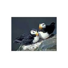 Image result for arctic and antarctic animals and birds