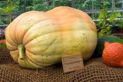 How much does a Big Max pumpkin weigh?