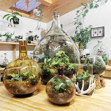 learn all about closed terrariums
