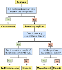 Decision Chart For The Classification Of Bacterial Replicons