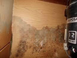 find mold in my mobile home