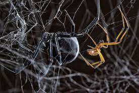 The black widow spider is a large widow spider found throughout the world and commonly this is probably how they got their name. Male Black Widow Spiders Find Potential Mates By Following Other Suitors Trails Smart News Smithsonian Magazine