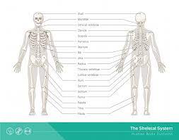 7 bone structure a bone is an organ consisting of many tissue types: Skeletal System Definition Function And Parts Biology Dictionary