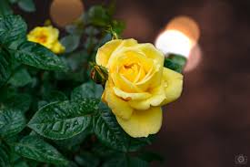 yellow rose background high quality