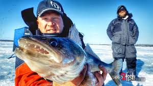 Ice Fishing Walleye Using Spoons And