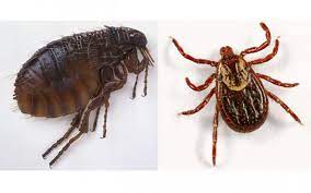 All Things Ticks and Fleas! - Close Veterinary Clinic