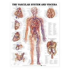 Vascular System And Viscera Anatomical Chart Poster Laminated