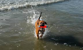 dog friendly beaches in myrtle beach sc
