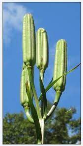 Ask the Plant Expert: Viable Seeds from White Crinum?