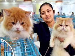 Munchkins persians and himalayns for sale tica cfa certified our kittens are raised under foot. Cat Exploits At A Feline Show Pune News Times Of India
