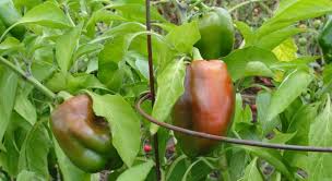 green bell pepper to turn red
