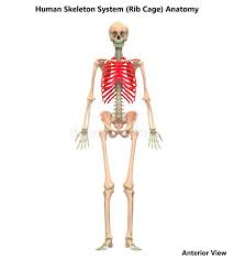 There are 11 pairs of external intercostal muscles. Menschlicher Korper Skelett System Rib Cage Bone Joints Anatomy Stock Abbildung Illustration Von Gesundheit Biologie 132590451