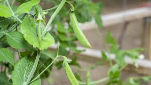 Pea plants will continue to produce blooms as long as the plant is not overloaded. How To Plant Sugar Snap Peas In Your Garden 2021 Masterclass
