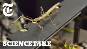 how a stick insect walks sciencetake