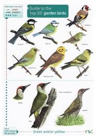 Top 50 Garden Birds Laminated Id Chart