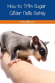 how to trim sugar glider nails safely