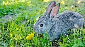 tavşanın-en-belirgin-özelliği-nedir