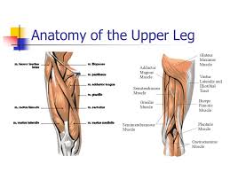 Other articles where thigh is discussed: Part 4 Anatomies Of The Lower Limbs The Knee Thigh Hip And Groin Ppt Download