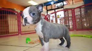 Blue water boston terrier puppies are registered with the akc and come with a lifetime genetic health guarantee and will have all of their first shots and other routine care. Blue Boston Terrier Cheap Online