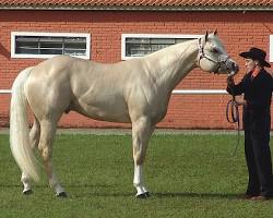 Image of American Quarter Horse