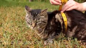 How To Measure Your Cat For A Harness Howto Cats