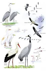 La grue cendrée (grus grus) est un grand oiseau de la famille des gruidés. Grue Cendree Stac
