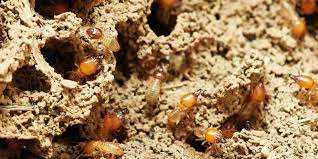 Stages Of A Termite Infestation In Your