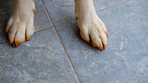 what is the best floor for dogs
