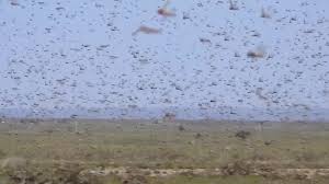.swarm has carved out such a strong and unique sound for himself that if we were to star. See Massive Insect Swarm That May Threaten Millions Cnn Video