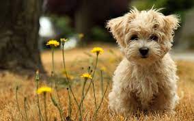 free puppy wallpapers for computer