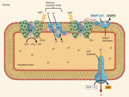 Photosynthesis is a chemical reaction that takes place in chlorophyll in order to make glucose. The Light Dependent Reactions Principles Of Biology