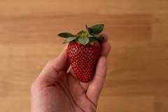 How do u know if strawberries are bad?