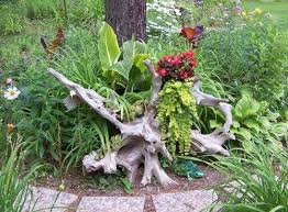 driftwood ideas for garden and backyard