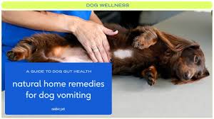 natural home remes for dog vomiting
