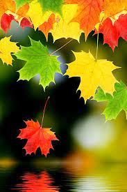 autumn leaves hd wallpapers