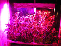 Building Your Own High Power Led Grow Lights For Hydroponics