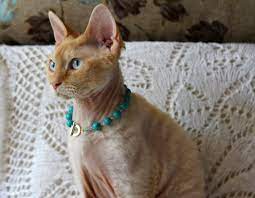 a short history jewels for cats and