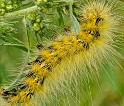 Lengths quoted are maximum sizes of fully grown larvae. Hairy Yellow Black Caterpillar Estigmene Acrea Bugguide Net