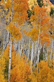 Aspen Trees In Autumn Wall Mural By