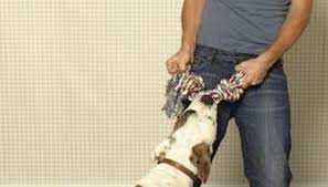 how to fatten up my boxer dog ehow uk