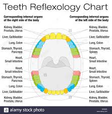 Teeth Reflexology Chart Permanent Teeth And Their