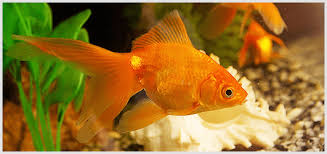 Different Types Of Goldfish Their Description And Picture