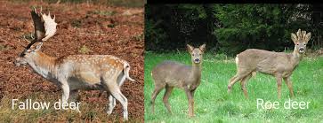 types of deer around the world hafaspot