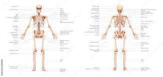 stockvector skeleton human body diagram