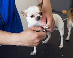 dog nail t pawfect spa free
