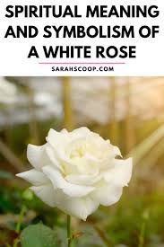 symbolism of a white rose