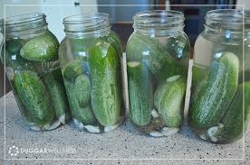 fermented pickles duggar wellness